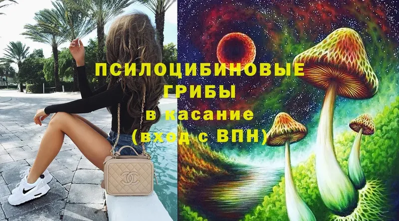 Галлюциногенные грибы Psilocybe  Новопавловск 